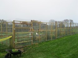 Duck and hen enclosure
